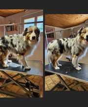 Royet Shanna Toilettage canin image 2