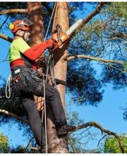 Mike Espaces Verts image 11