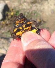 Gravière de la Claie-aux-Moines SA Bild 9