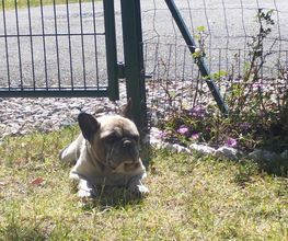 Antho Educanine image 14