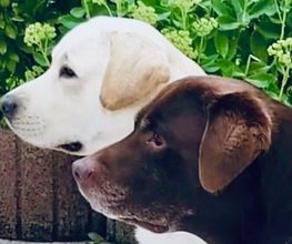 Die Schule der Labradorfreunde Bild 1