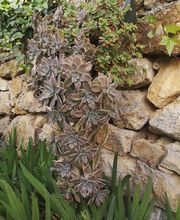 Ecogarden image 9