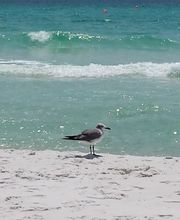 Crystal Sands - Destin Rentals image 10