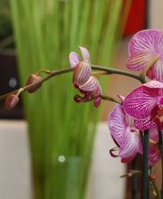 Bullo Luca Fiori Bild 12