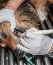 CLINIQUE VETERINAIRE DE LA VALLEE image 6