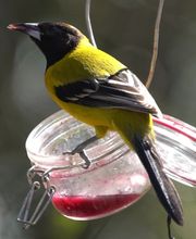 Alamo Inn B&B, Gear & Tours image 20