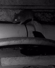 Gandolfi Frédéric image 9