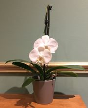 Bun Thaï Bien-Etre image 6