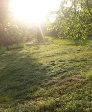 Garten- und Landschaftspflege Ulmann Bild 3