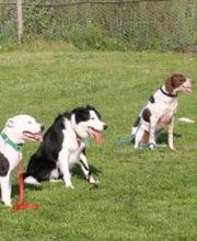 Blättler's Hundeschule Bild 3