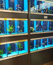 Animalis Bergerac image 6