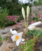 Vert & Beau image 16