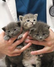 Aspen Creek Veterinary Clinic image 7