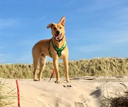 Küstenwolf Hundetraining Kiel Bild 1