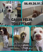 Canin Félin Toilettage image 1