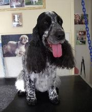 Aline Toilettage image 13