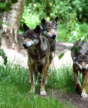 Wildpark Eekholt KG Bild 4