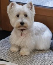 Flair'Allure image 1