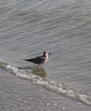 fewoinscharbeutz.de Bild 15