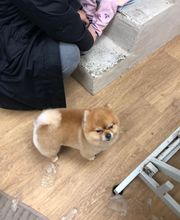 Armelle Toiletteuse Chiens Et Chats image 9