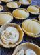 Boulangerie Fortin Ludovic
