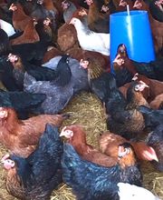 Vitarelles Bass Scea image 3