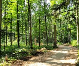 FriedWald Blaubeuren Bild 2