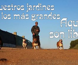 RESIDENCIA CANINA SORIA imagen 2