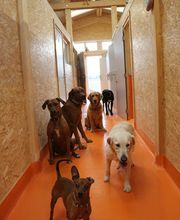 V.I.Pets Gossau Bild 5