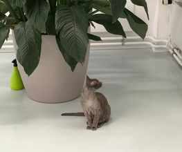 Katzen-Praxis.ch Bild 12