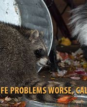 Varment Guard Wildlife Services image 6