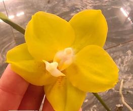 MyOrchids.shop Bild 5