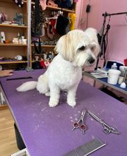 Chez Bibiche image 3