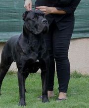 Chenil Des Fontaines image 1