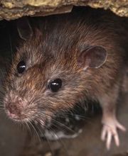 Logicomed Sagl Bild 2