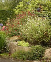 Ameline Arbora image 8