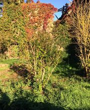 Thuilier Patrick image 9