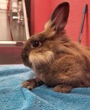 Tom&Co Chinon - Animalerie - Dog Wash image 20