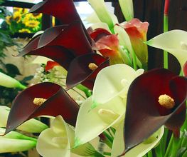 diazfloristasflores.jpg