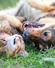 Pro Distribution Alimentation Animale - Armurerie image 3