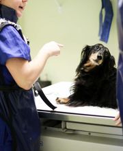 Animal Hospital of Dunedin image 2