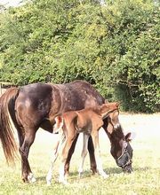 Haras De l'Epine Noire image 5
