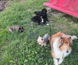 Focus Dogs Hundeschule KlG Bild 5