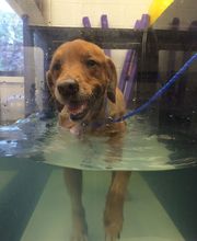 West Park Animal Hospital image 17