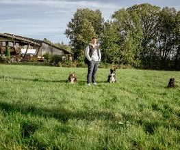 TEAMH Hundeschule Schömberg Bild 7