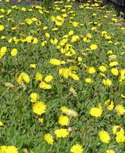 Staudengärtnerei David Müller Bild 44