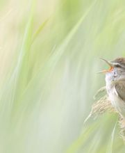 Tierfotografie - Lars Kaletta Fotograf | Hannover