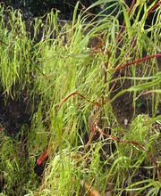 Pépinières Bourinet image 1