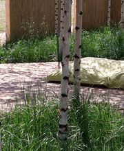 Dirk Schoebel Garten- und Landschaftsbau Bild 8