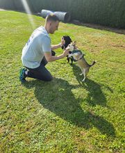 Murmure canin image 5